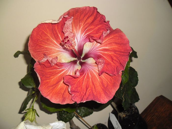 Dragon Queen - Hibiscus 2013-3