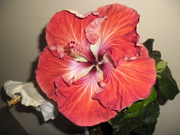 Dragon Queen - Hibiscus 2013-3