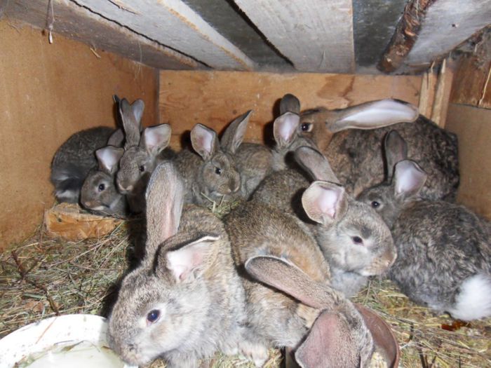 o luna si o saptamana