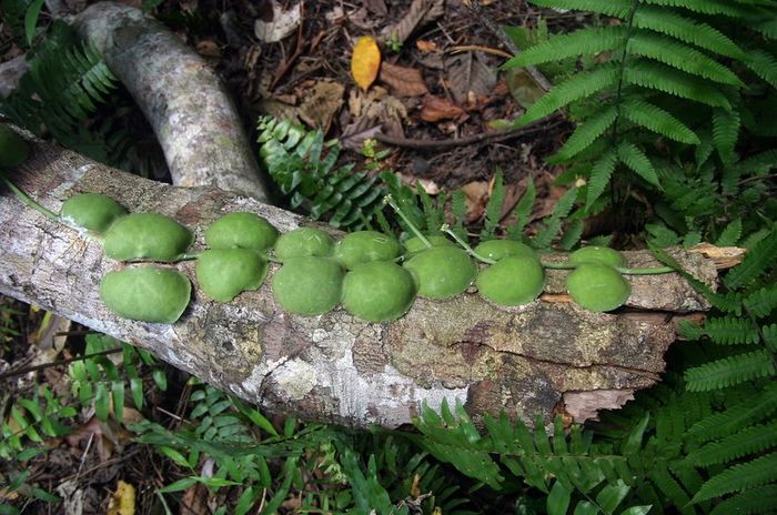 Hoya imbricata - a-alte seminte rare