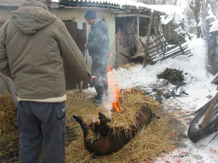 Porcul-de-Crăciun - PORCUL DE CRACIUN-SARBATORI DE IARNA-REVELION