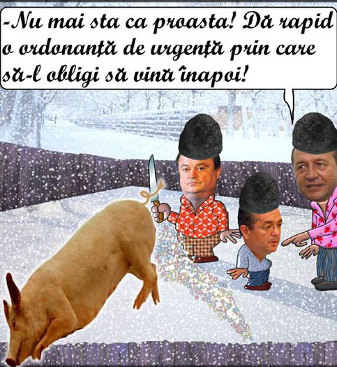 ordonanta-porcului-fugar-de-la-locul-sacrificiului - POZE HAIOASE CU PORCI