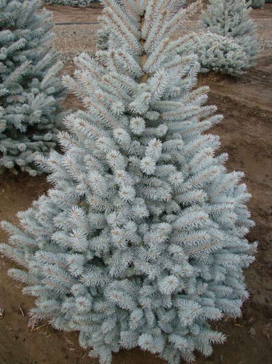 White-Spruce - O BRAD FRUMOS