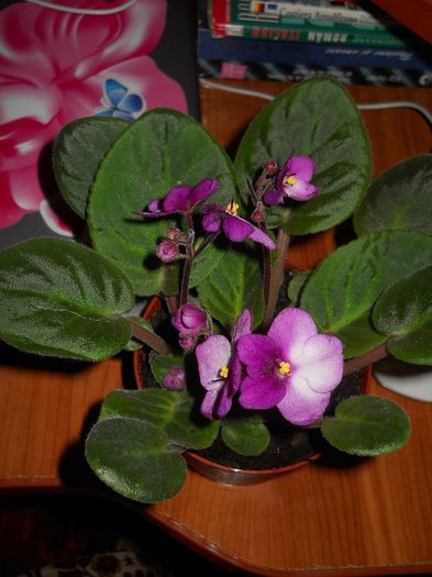 violeta - flori de interior 2013