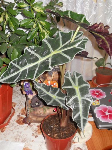 alocasia polly - flori de interior 2013