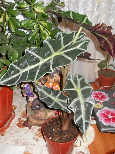 alocasia polly