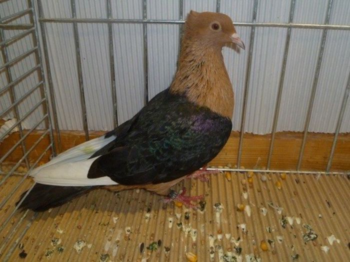 267