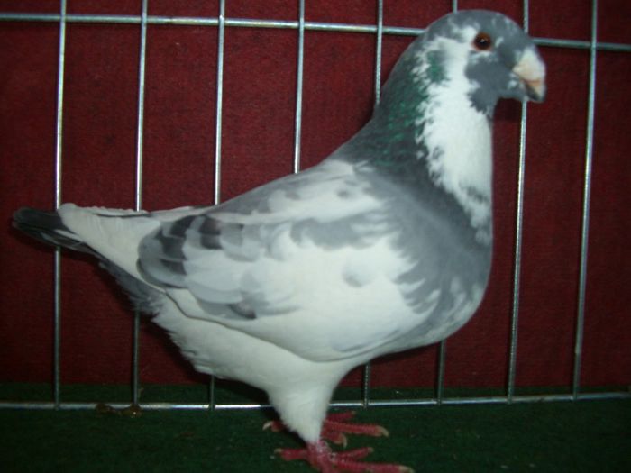mascul 2013