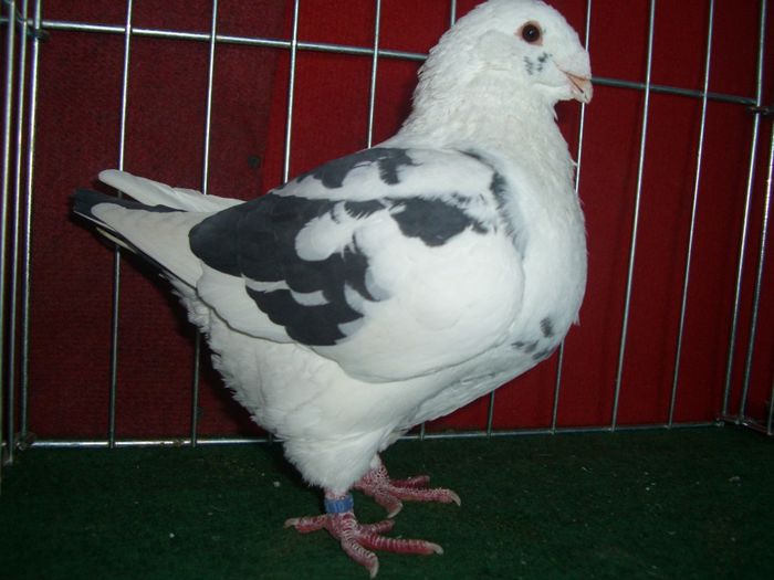mascul 2012