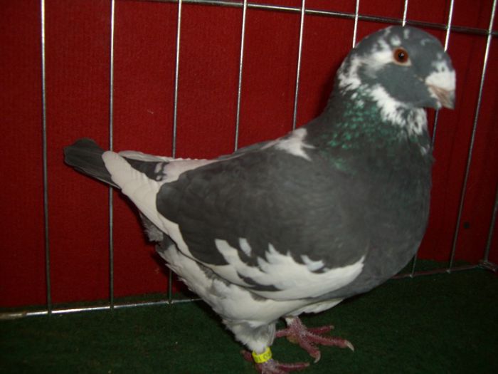 femela 2011