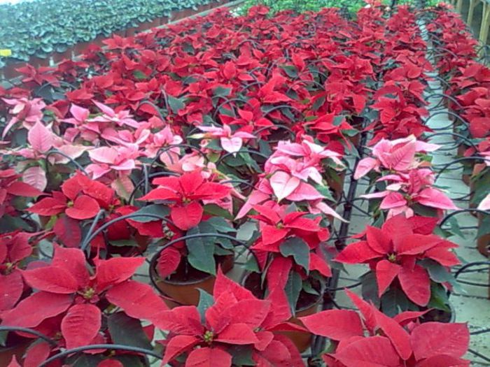 Imagecraciunite incepand cu 25 noiembrie; ghiveci 14 - 15 cm. , inalte , bine ramificate , bine inrosite.
