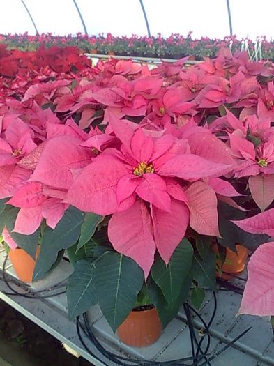 craciunite Biosolaris - OFERTA FLORI BIOSOLARIS CIOROGARLA