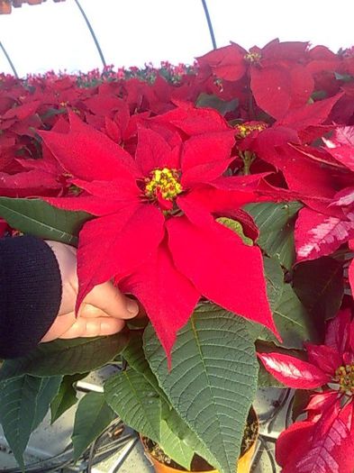 craciunite Biosolaris - OFERTA FLORI BIOSOLARIS CIOROGARLA