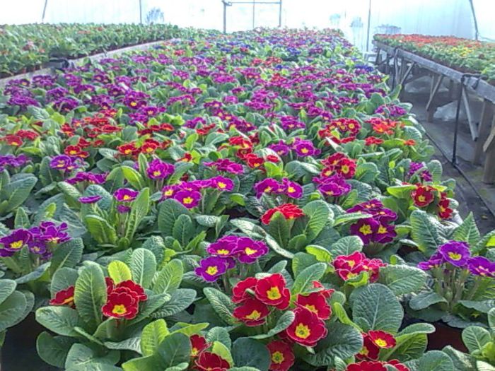 primule Biosolaris; primule ghiveci color de 10 cm. , floare mare , parfumate
