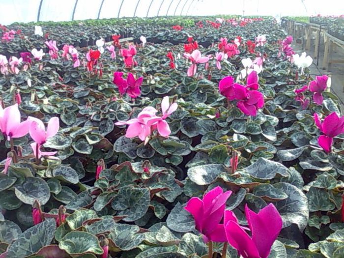 cyclamen Biosolaris; ghiveci 15 - 17 cm. , foliaj bogat , flori mari
