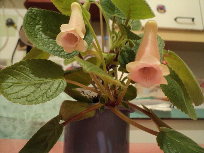 22 dec - Amanda's Penny x Playful Porpoise - multumesc, Mery!!