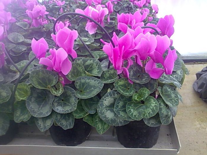 cyclamen Biosolaris