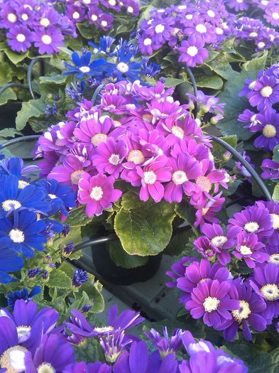 cineraria Biosolaris; cineraria  ghiveci 15 cm. , inflorite , mari , superbe
