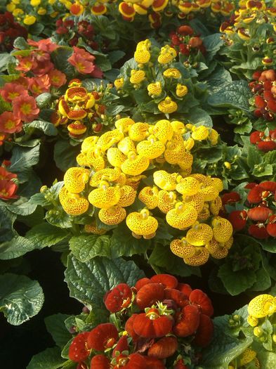 calceolaria Biosolaris - OFERTA FLORI BIOSOLARIS CIOROGARLA