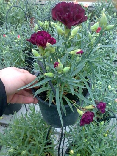 garofite Biosolaris - OFERTA FLORI BIOSOLARIS CIOROGARLA