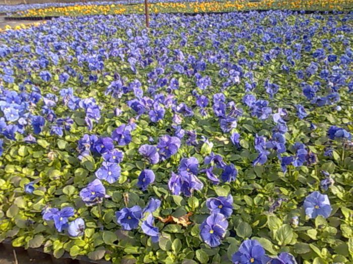 Panselute Biosolaris - OFERTA FLORI BIOSOLARIS CIOROGARLA