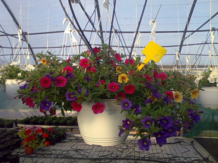 calibrachoa Biosolaris - OFERTA FLORI BIOSOLARIS CIOROGARLA