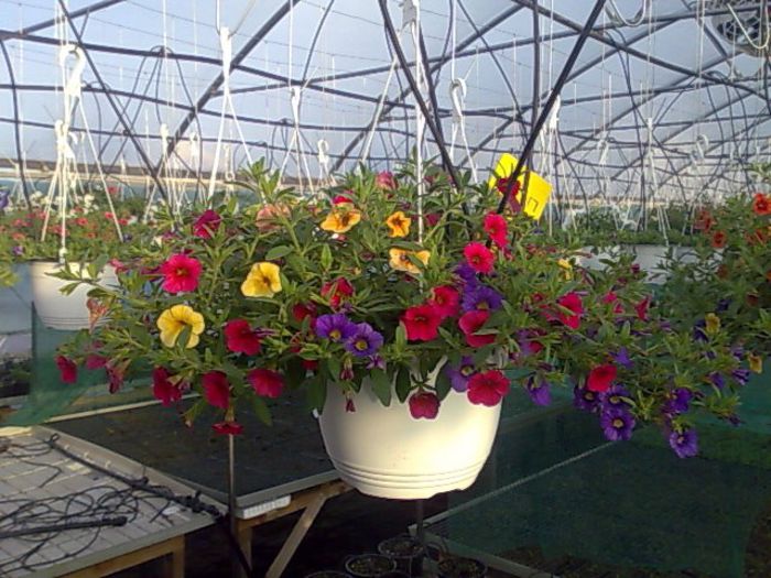 calibrachoa Biosolaris - OFERTA FLORI BIOSOLARIS CIOROGARLA