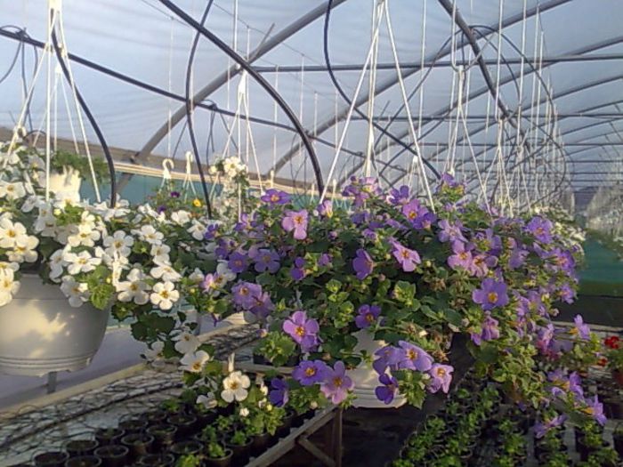 bacopa Biosolaris