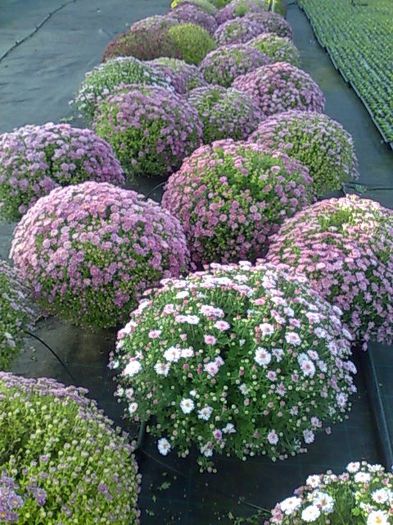 crizanteme Biosolaris