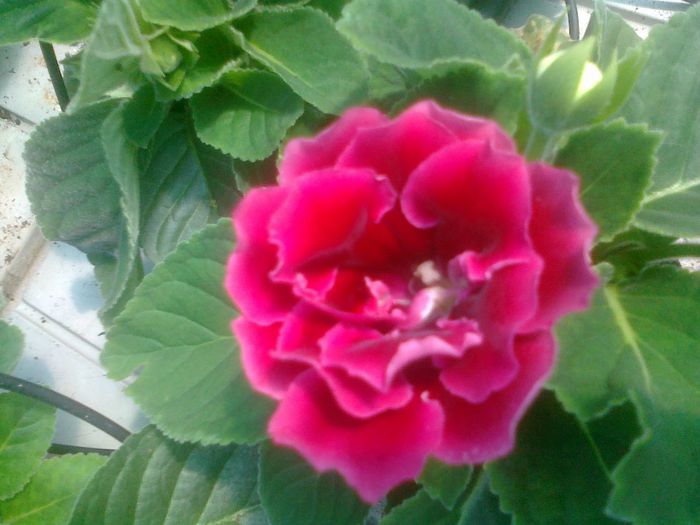 gloxinia Biosolaris