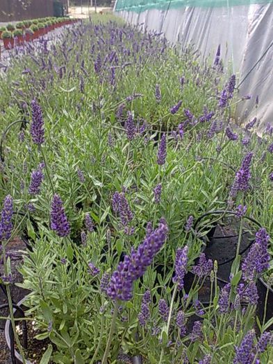 levantica Biosolaris