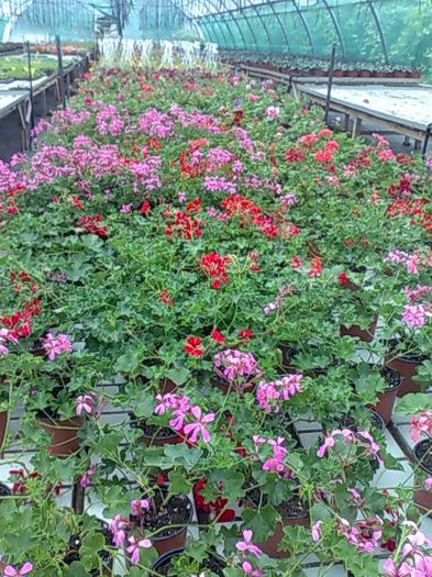 muscate tiroleze Biosolaris