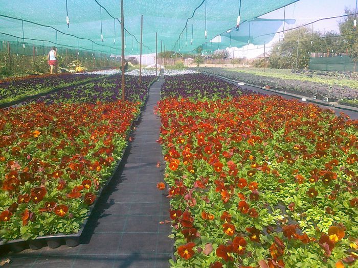 panselute Biosolaris