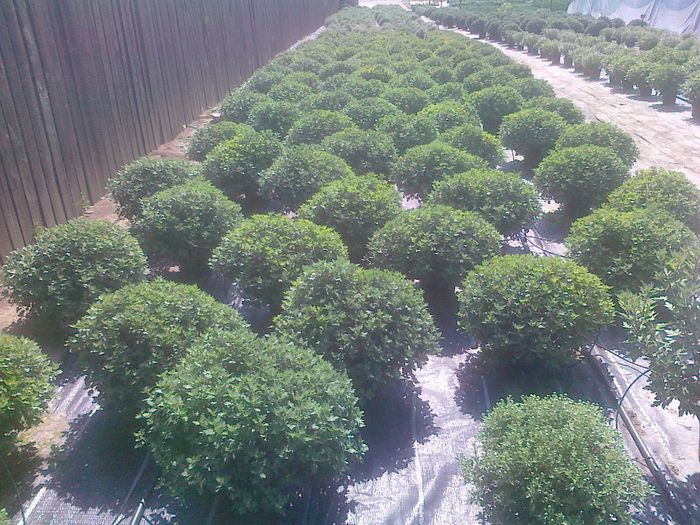 crizanteme Biosolaris