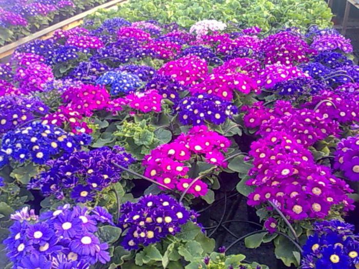 cineraria Biosolaris