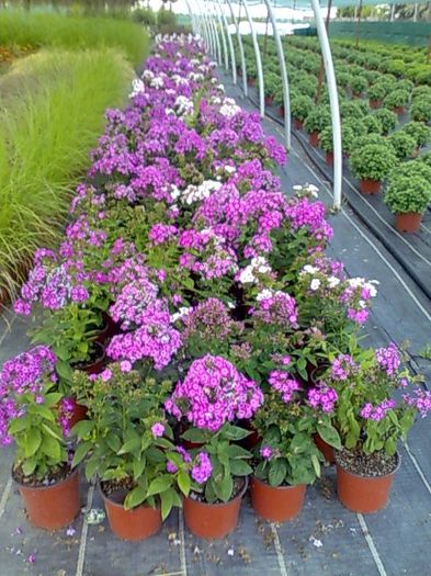 phlox Biosolaris