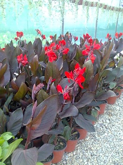 canna Biosolaris