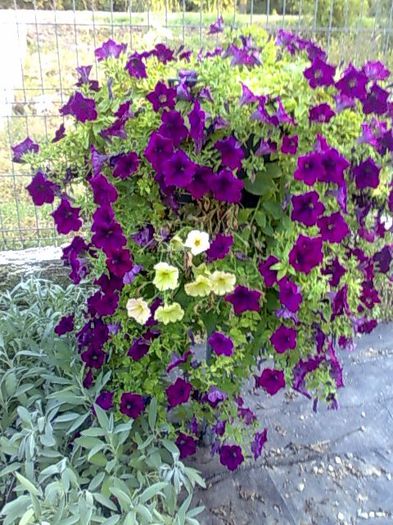 petunie curgatoare Biosolaris