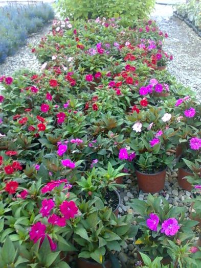 sun pattiens Biosolaris