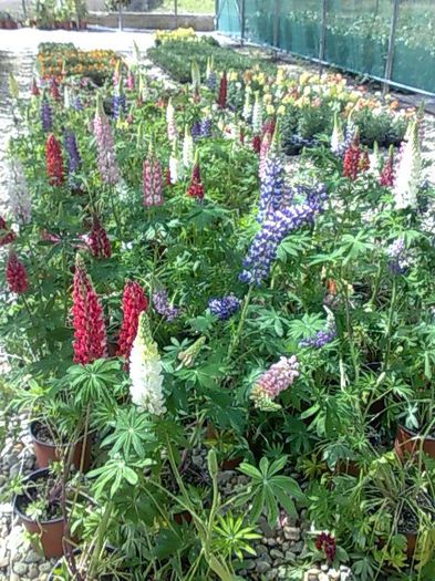 lupin Biosolaris