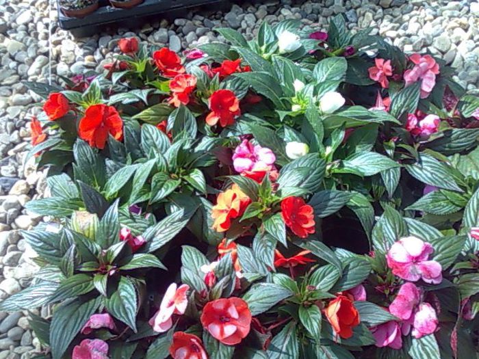 impatiens Biosolaris