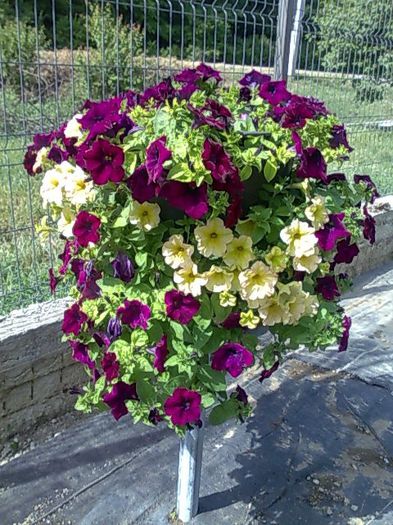 petunii Biosolaris; aranjament ciubar 200 lei !
