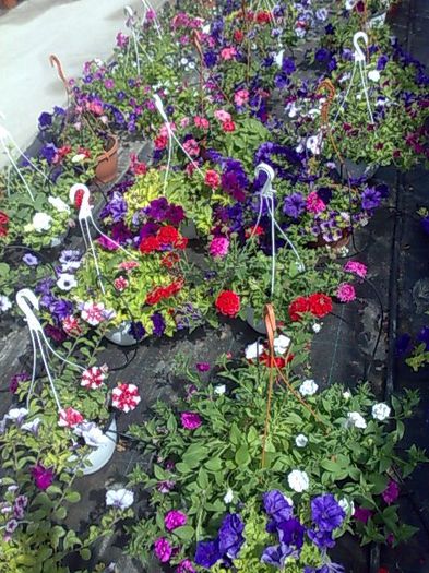 petunii curgatoare Biosolaris