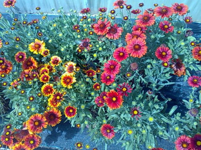 gallardia Biosolaris