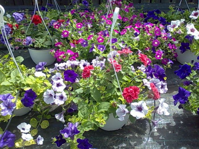 petunii curgatoare Biosolaris