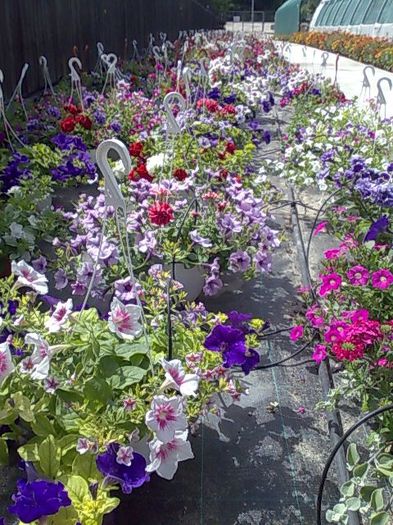 petunii curgatoare  Biosolaris