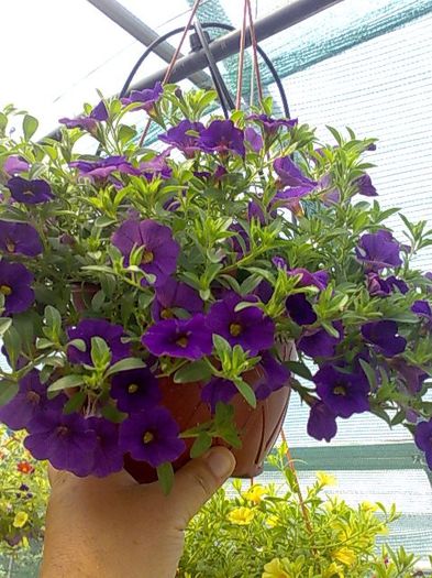 calibrachoa Biosolaris