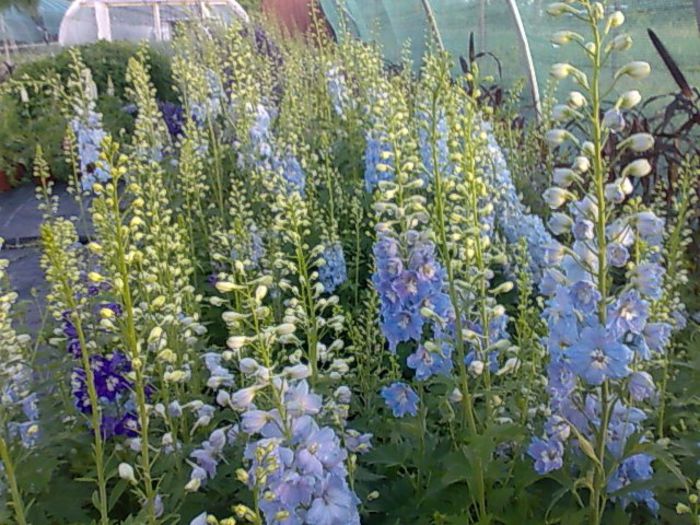 delphinum Biosolaris