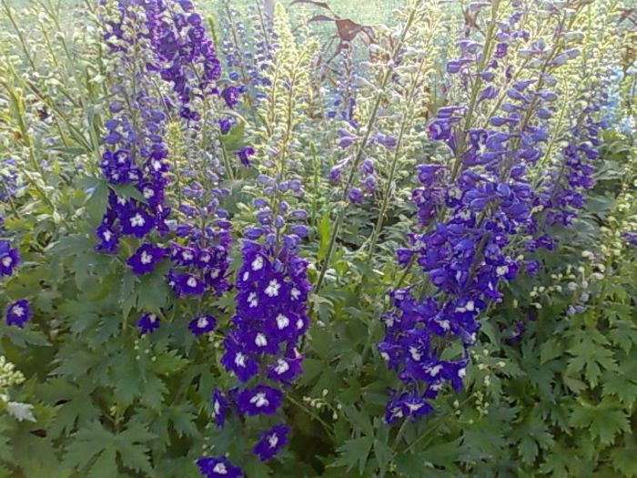 delphinum Biosolaris
