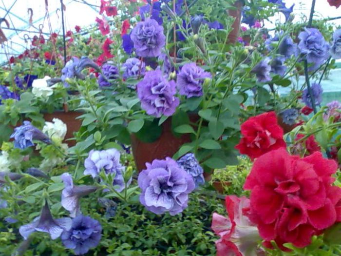 Ipetunii curgatoare Biosolaris